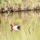 patos en el marjal