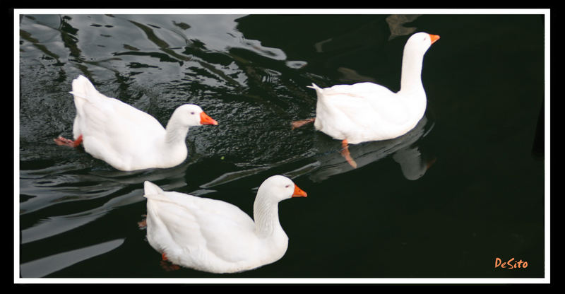 Patos en el Sil