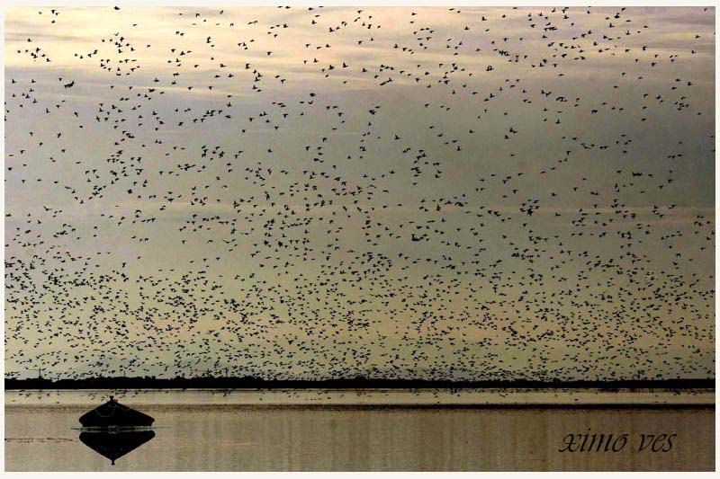 PATOS EN LA ALBUFERA DE VALENCIA