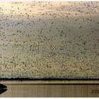 PATOS EN LA ALBUFERA DE VALENCIA