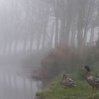 Patos en la nebla del Soto Alar del Rey