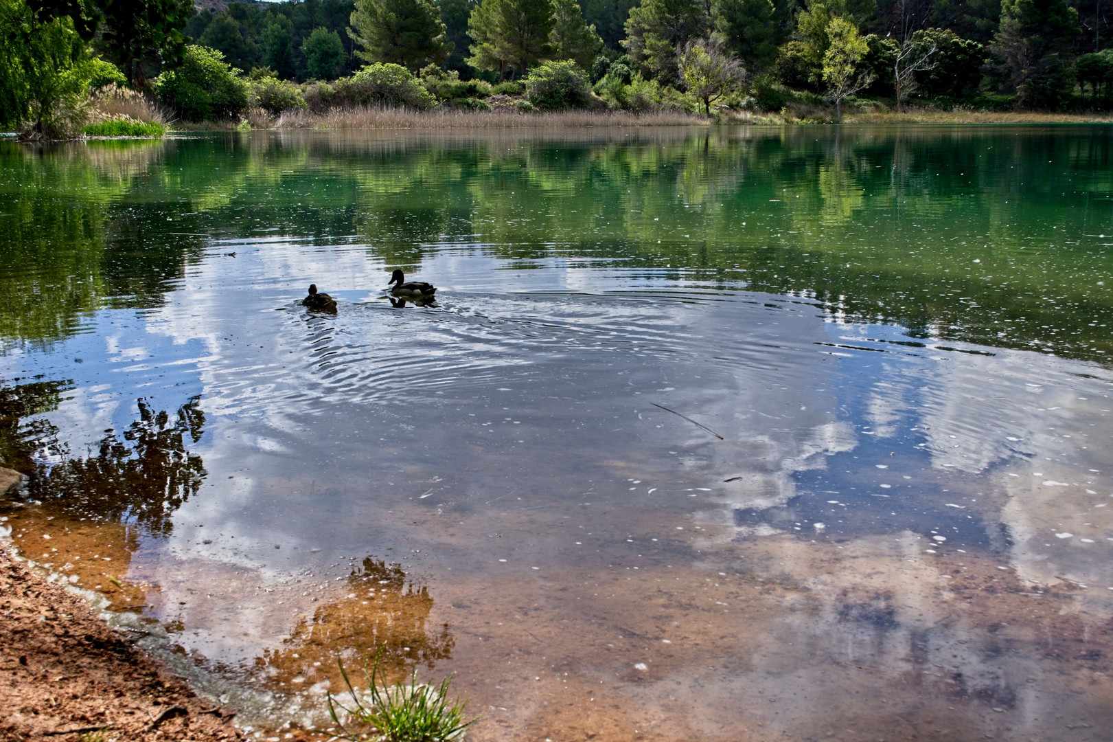 Patos en Ruidera