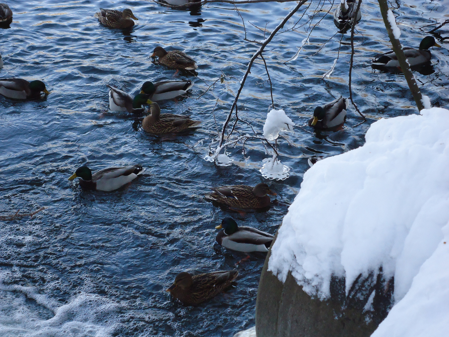 Patos -Enten