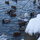 Patos -Enten