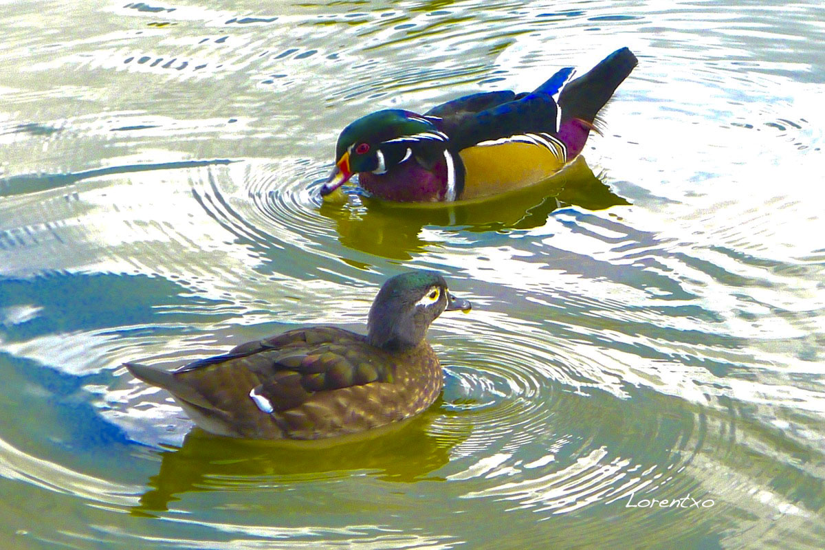 Patos mandarines (Aix galericulata) - 1 copia 2