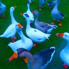 Patos no Parque da Cidade do Porto