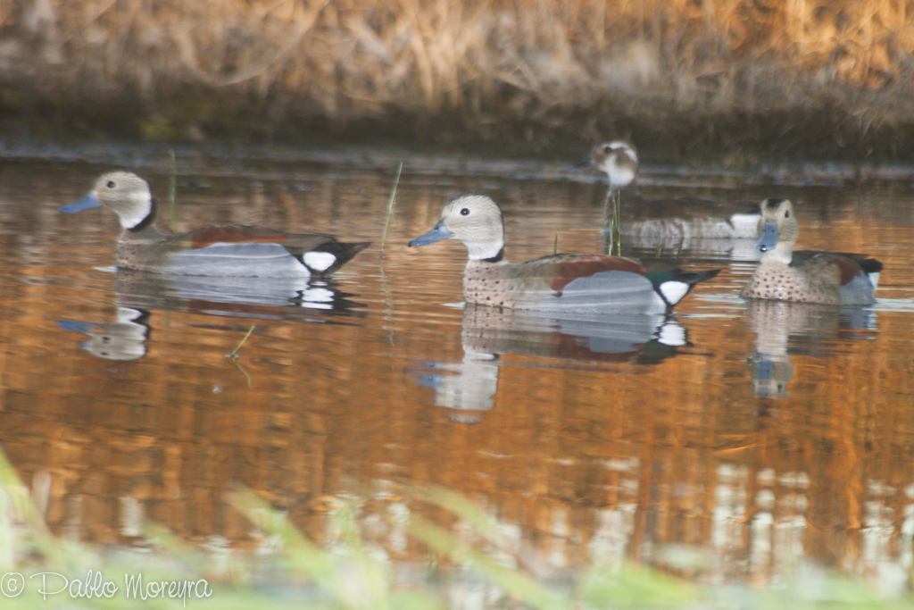 Patos Silvestres - Aves del Litoral Argentino