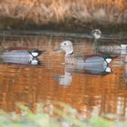 Patos Silvestres - Aves del Litoral Argentino