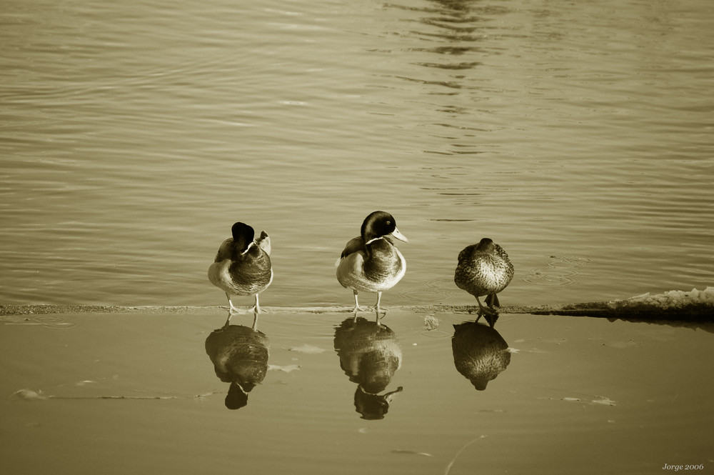 Patos sobre el agua