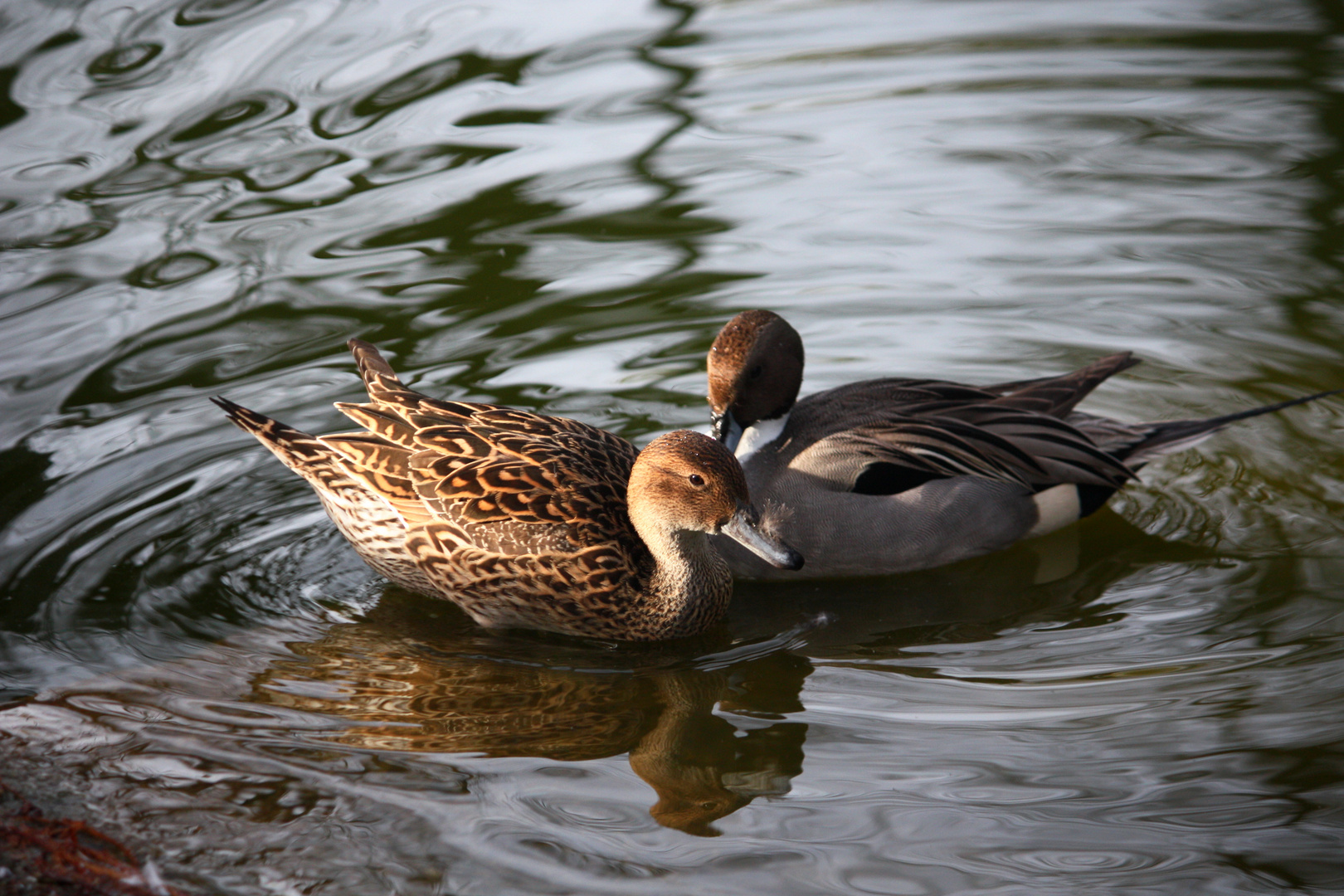 patos tonteando