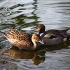 patos tonteando