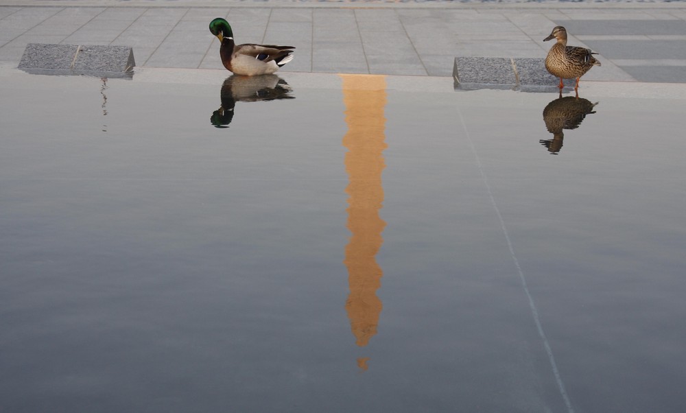 Patos y Obelisco