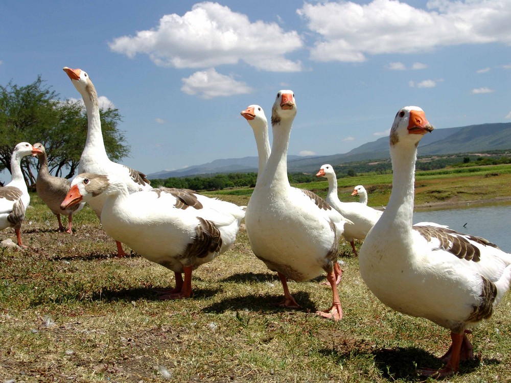 Patos y Patas