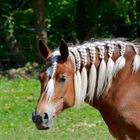 Patou c'est mon coiffeur