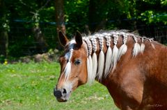 Patou c'est mon coiffeur