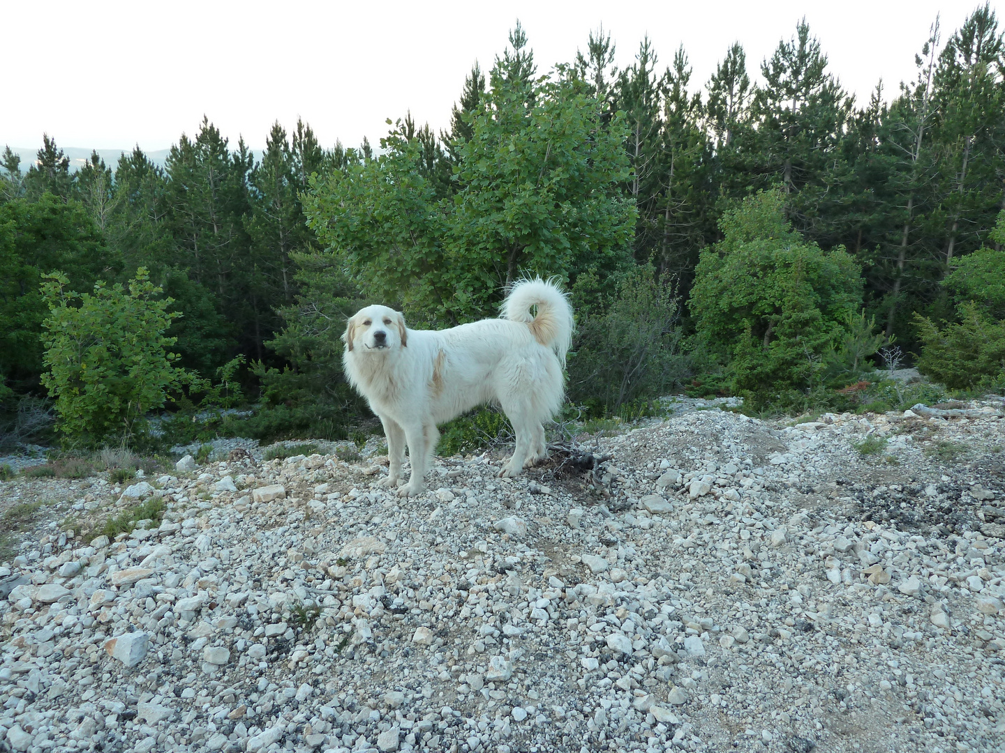 patou du Ventoux