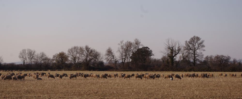 Patûrages en Provence....