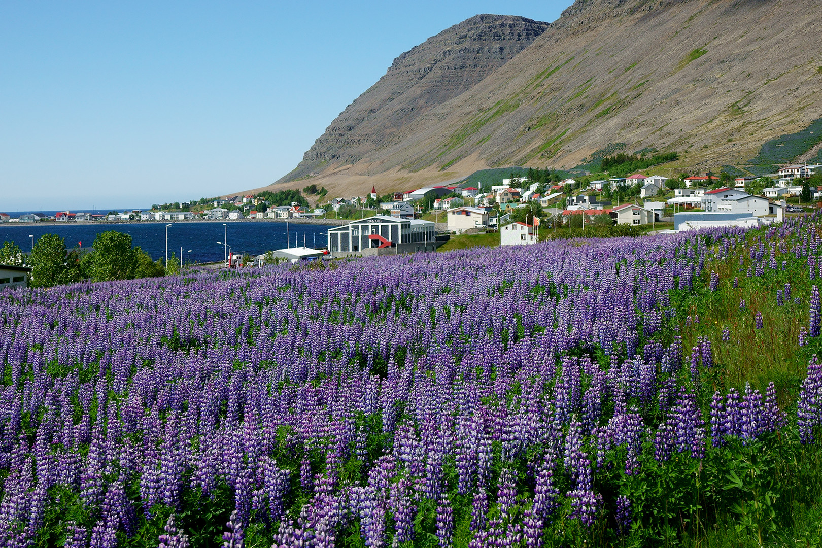 Patreksfjörður Ort