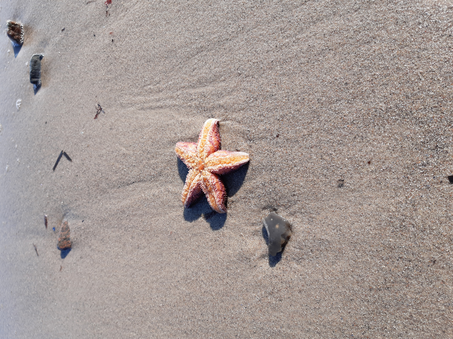 Patrick Star Foto & Bild tiere, wildlife, quallen, anemonen