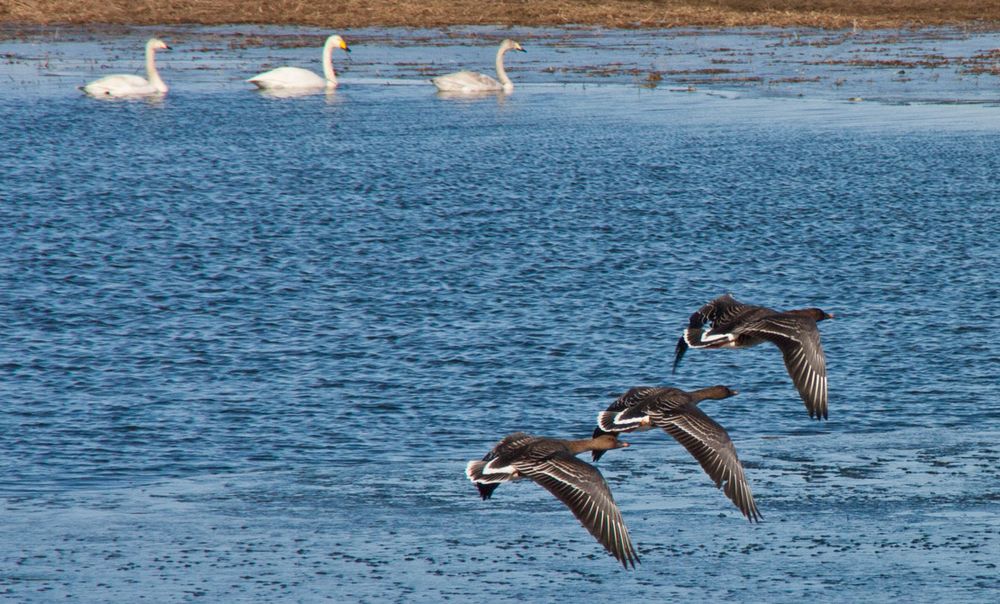 °°° Patroillenflug .....°°°