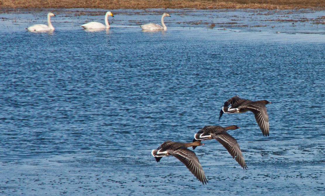 Patroillenflug mit Geleitschutz