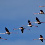 Patrol of Camargue........