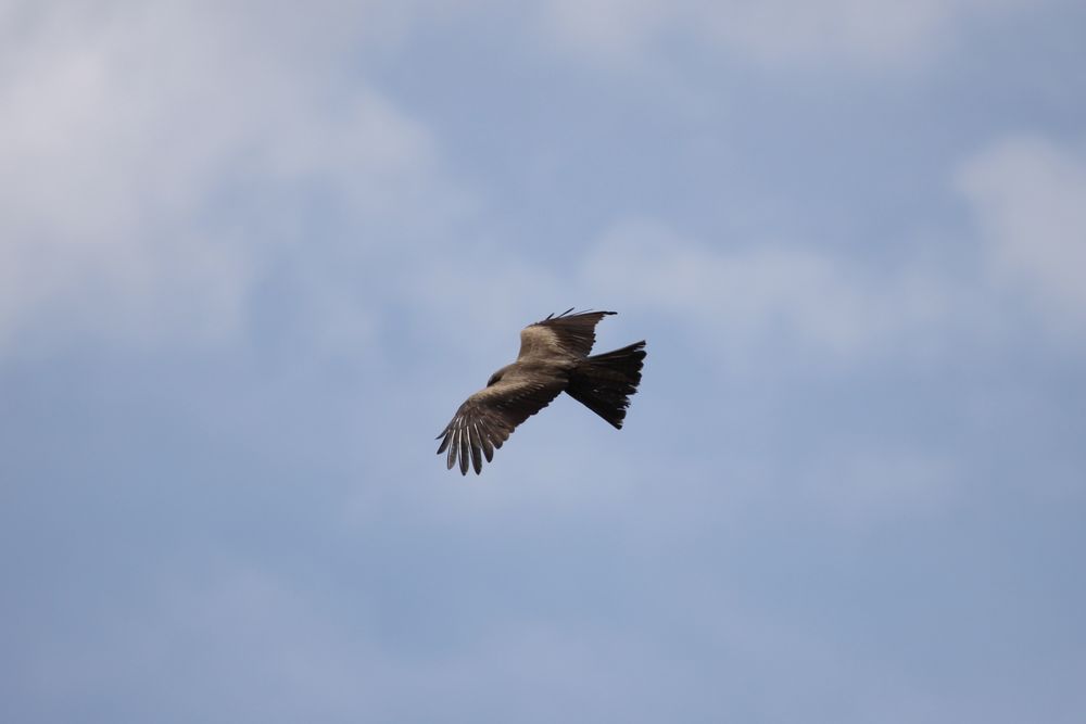 Patrolienflug eines Falken ...