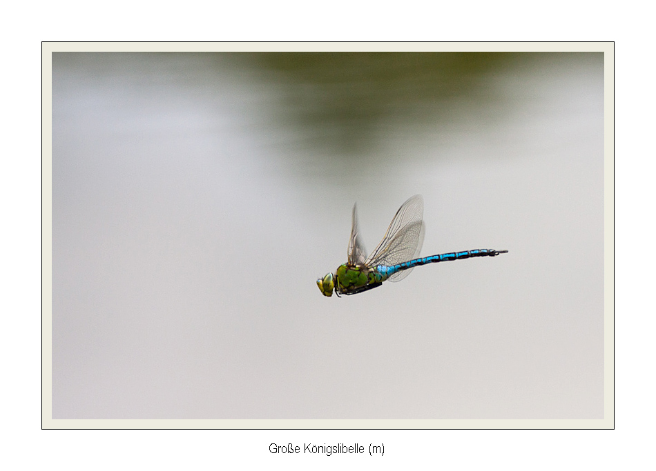 Patrouille am Teich ...