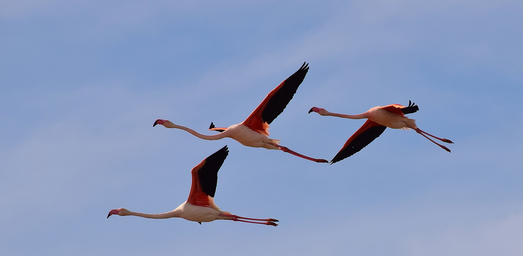 Patrouille de Camargue.