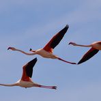 Patrouille de Camargue.