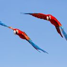 Patrouille der Papageien