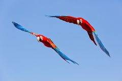 Patrouille der Papageien