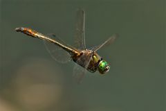 Patrouille-Flieger