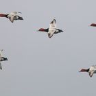 Patrouille Suisse...