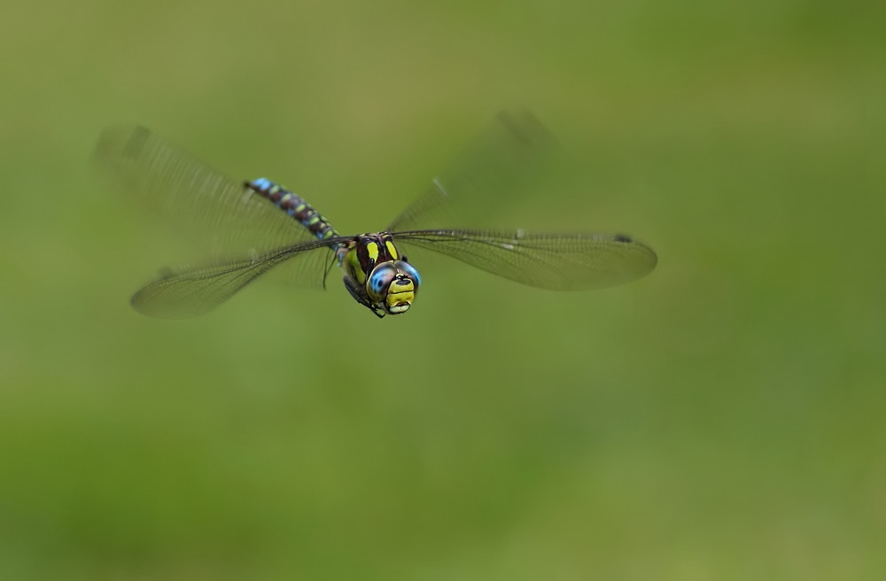 Patrouillenflug