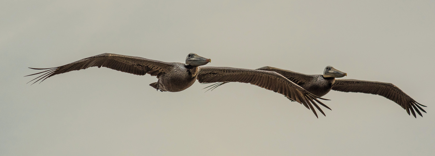 Patrouillenflug