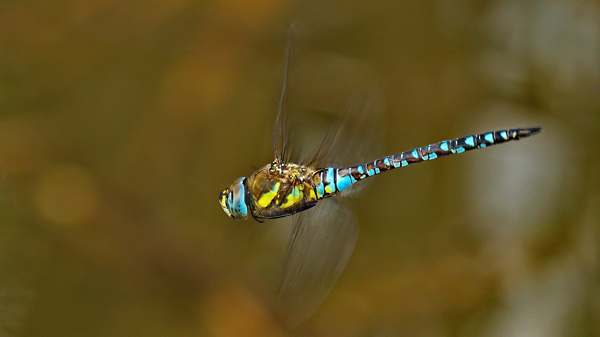 Patrouillenflug