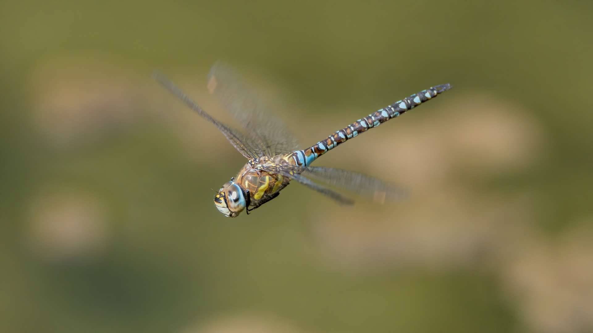  Patrouillienflug