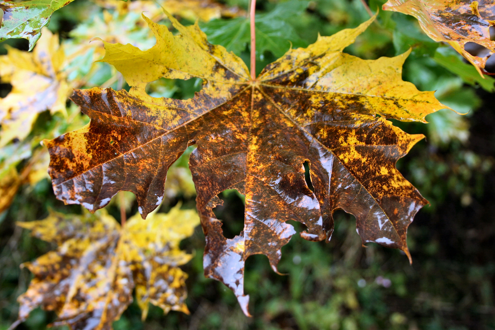 Patschnasser Herbst ist auch was schönes (nr.2)