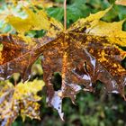 Patschnasser Herbst ist auch was schönes (nr.2)