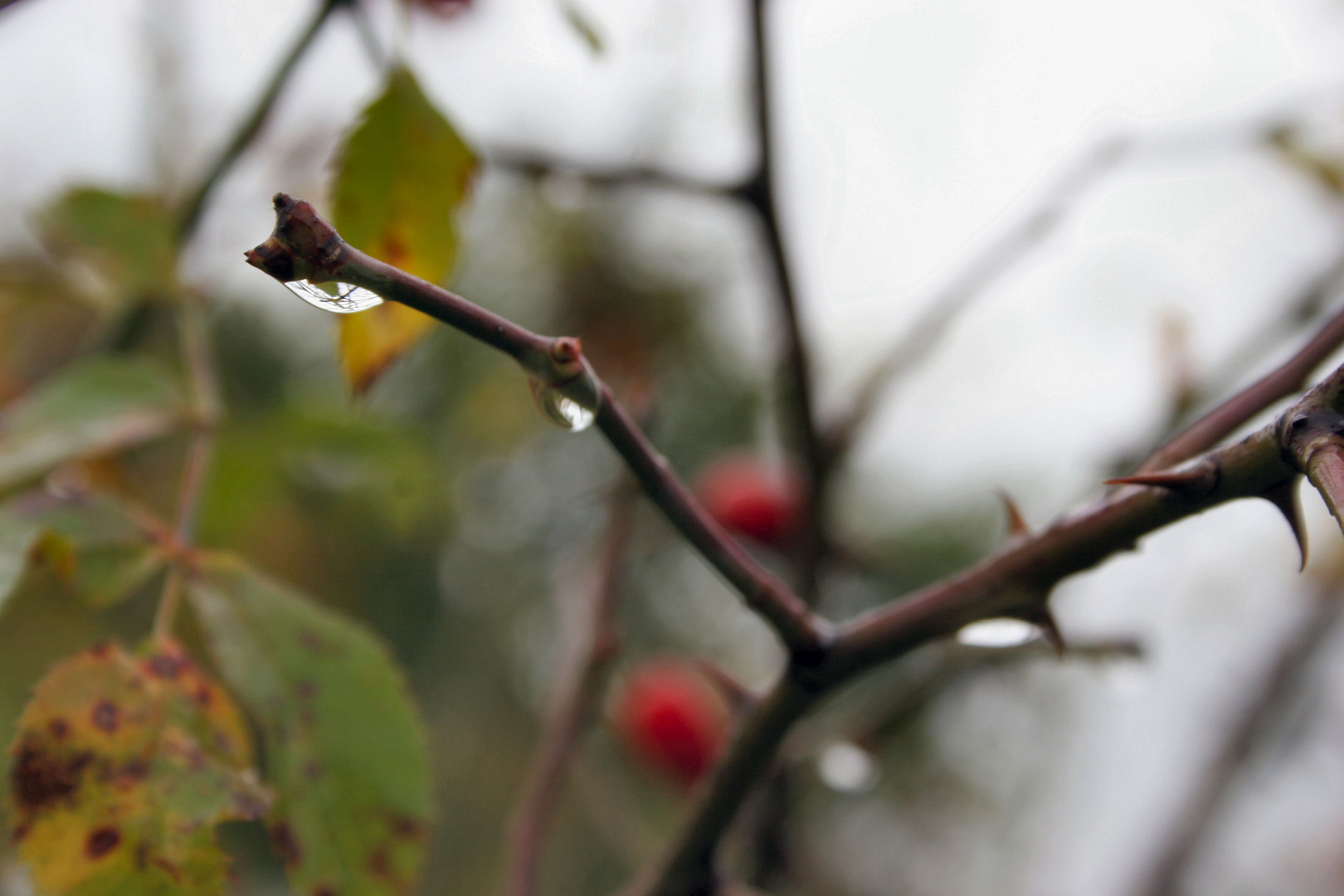 Patschnasser Herbst ist auch was schönes (nr.3)