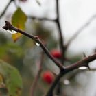 Patschnasser Herbst ist auch was schönes (nr.3)