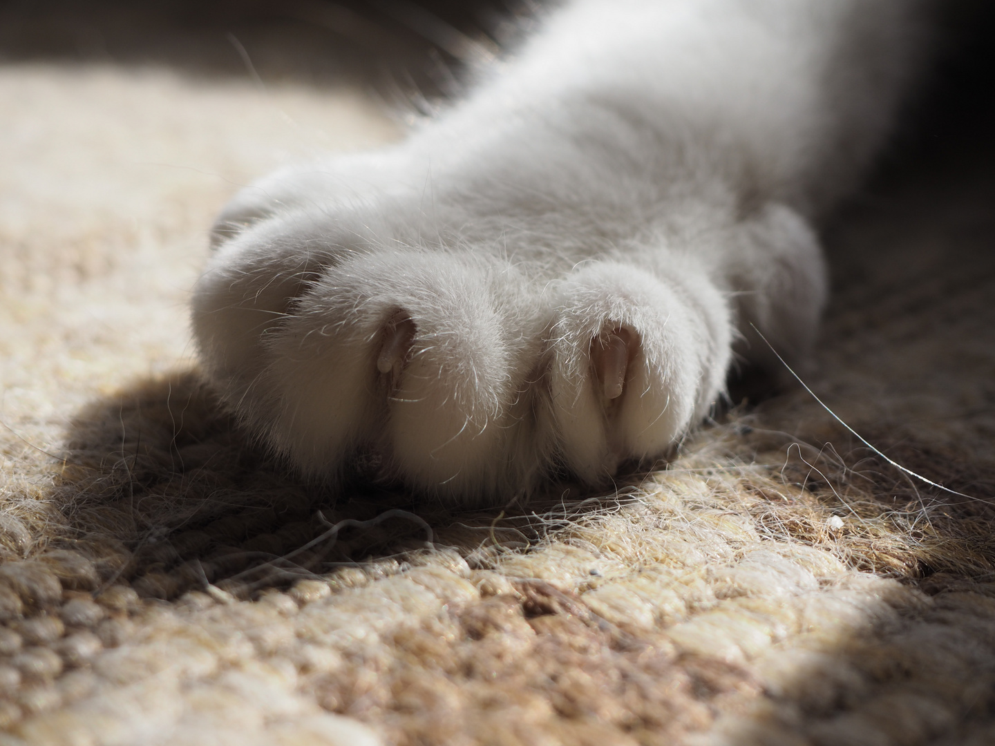 Patte de chat photo et image nature, cat, animaux Images