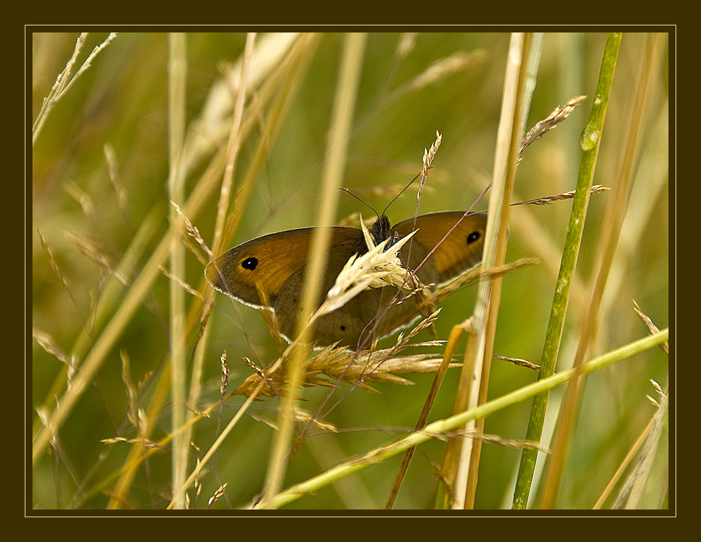 Patterns in the long grass