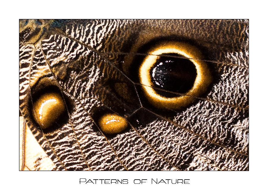 Patterns of Nature