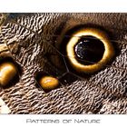 Patterns of Nature