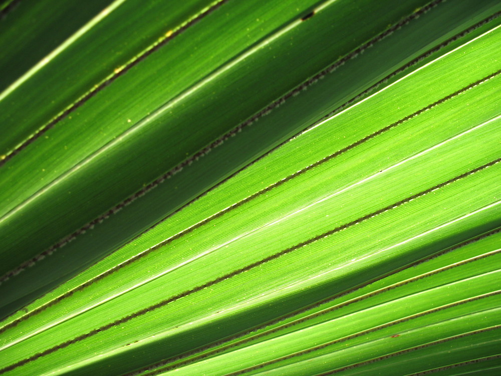 Patterns Of Nature - Palm Leaves