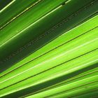 Patterns Of Nature - Palm Leaves