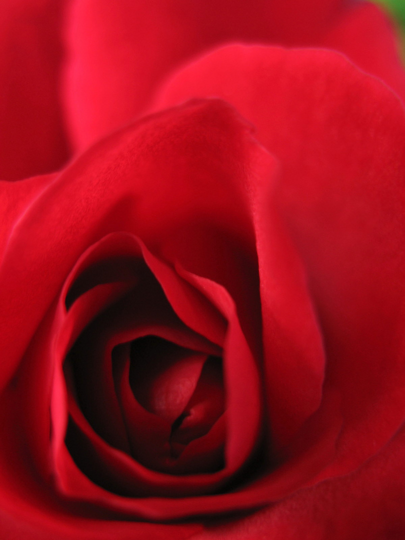 Patterns of Nature - Red Rose