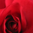 Patterns of Nature - Red Rose